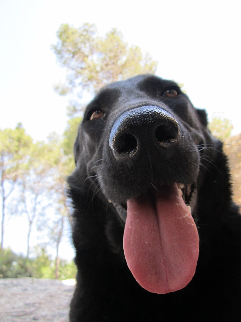 Dog at a veterinary clinic — blood pressure can affect heart and eyes