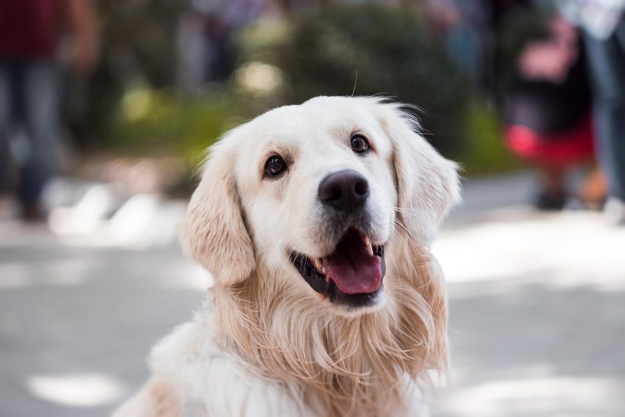 German Shepherd — large breed dog at risk for dilated cardiomyopathy