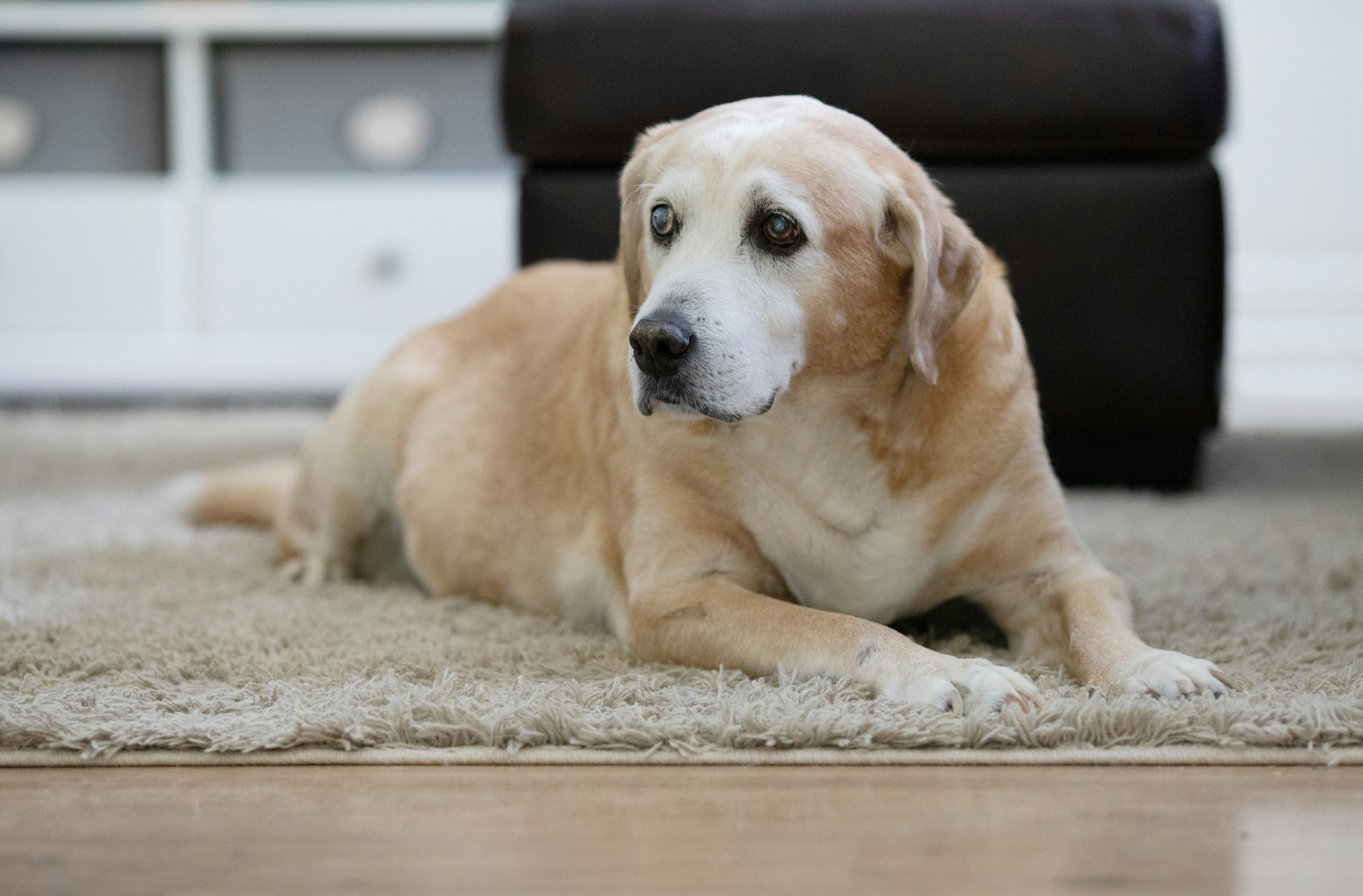 Senior yellow Labrador — cardiac screening recommended from age 5